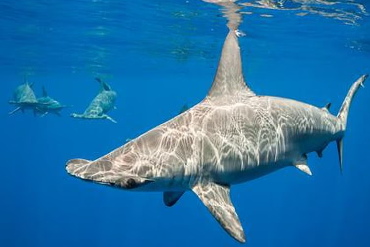 ฉลาม หัวค้อนบางตัวถึงดูเหมือน ‘กลั้นหายใจ’ ระหว่างดำน้ำ